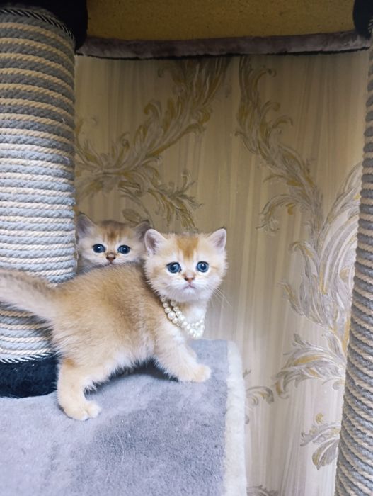 Котята золотые шиншиллы!
