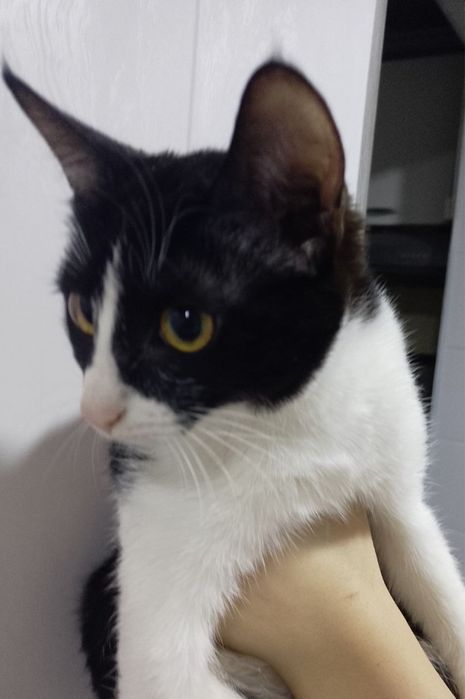 Отдам хорошый руки , Yahshi qariman diganla bosa beramiz tekin