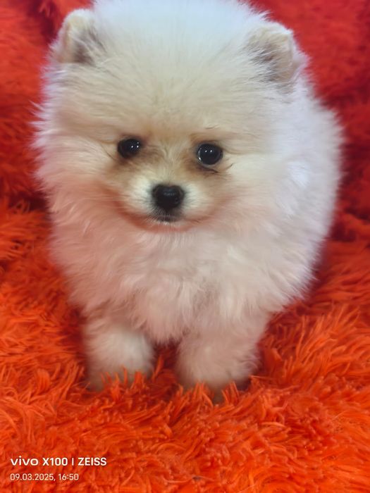 Очаровательные щенки шпица.