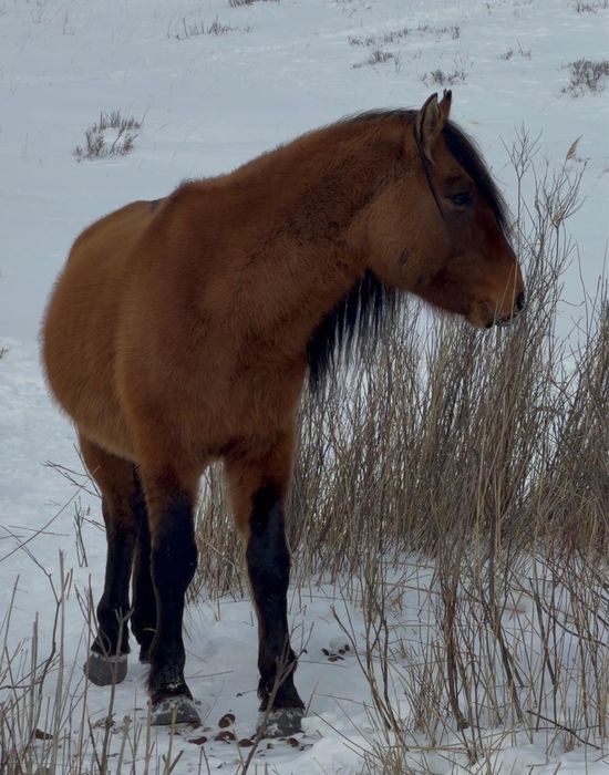 Жас Айғыр сатылады