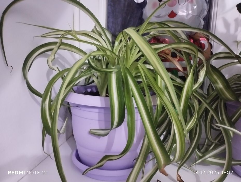 Комнатные растения цветы