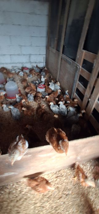 Vând pui rasa mixta