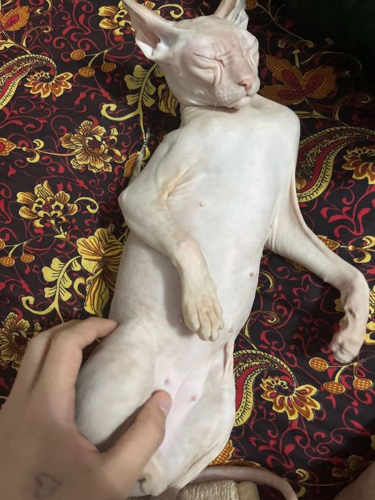 Канадский сфинкс