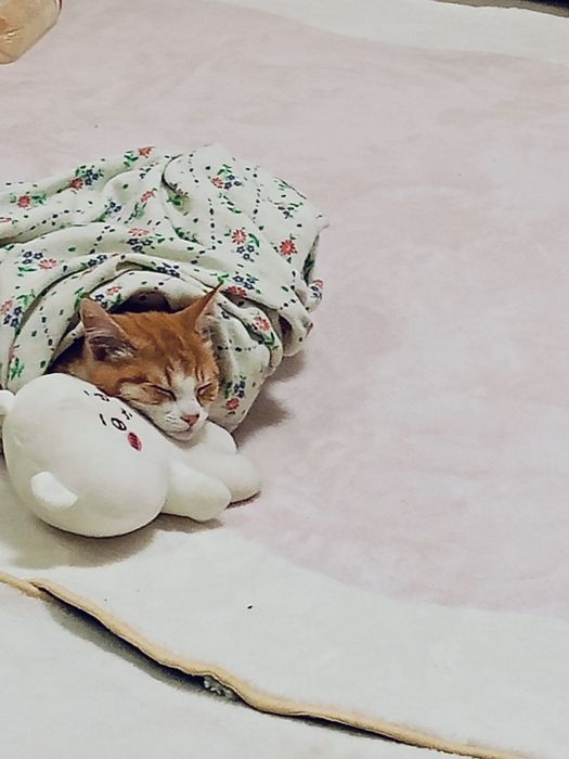 Котенок 5 месяцев