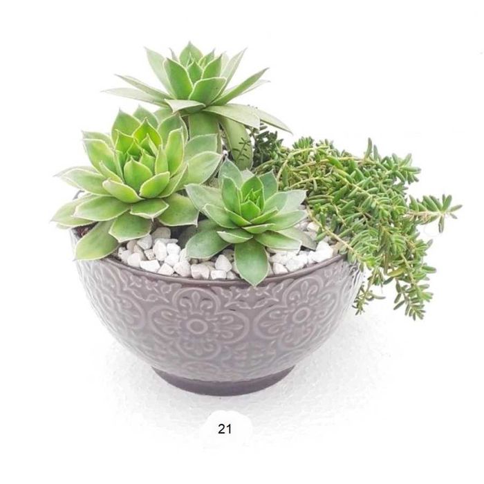 Сукуленти подаръци