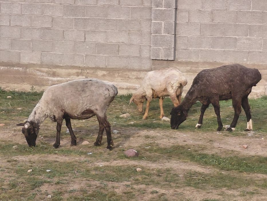 Тоқты қойлар сатылады