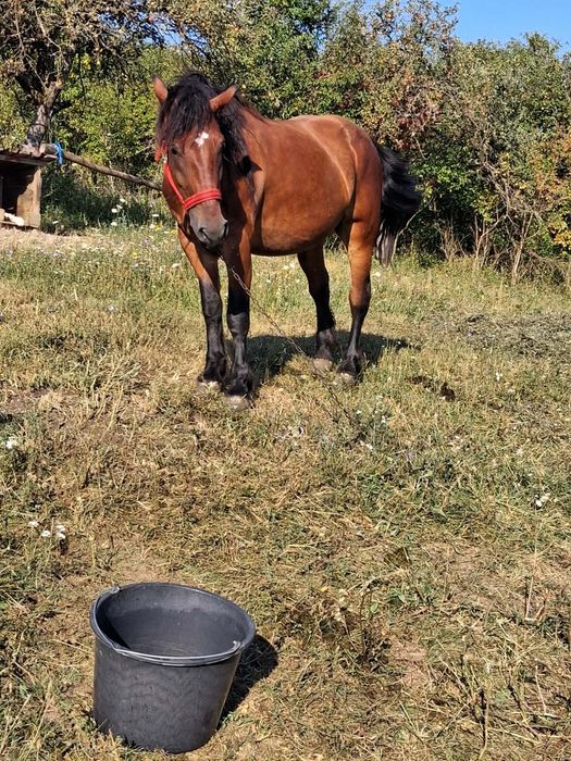 Vând iapa de 4 ani