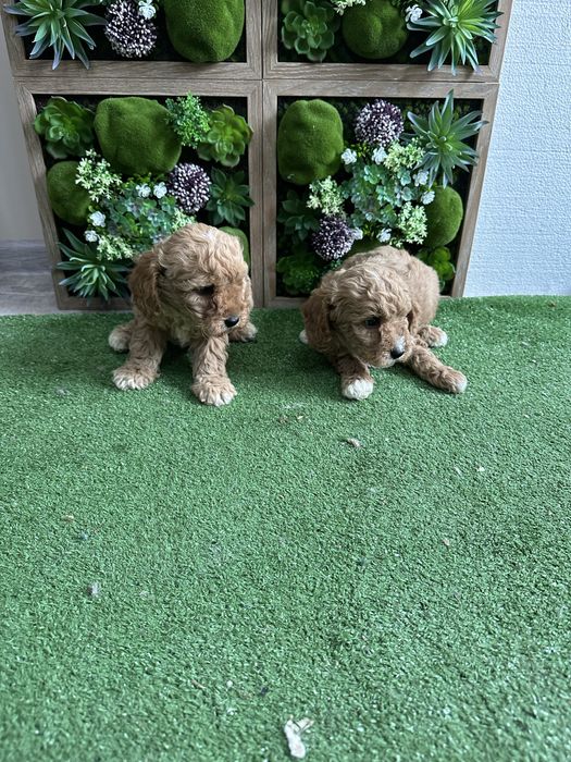 Пудел - Той.