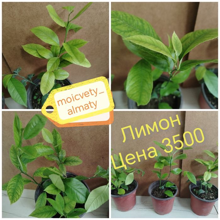 Лимон деревце плодоносящее