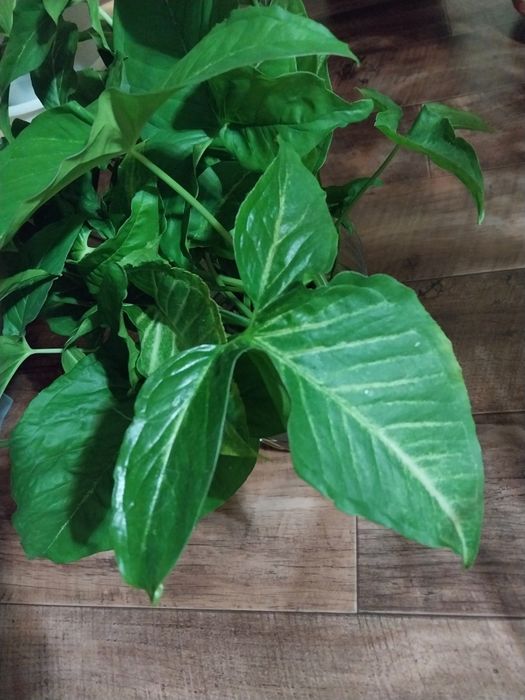 Отросток сингониума