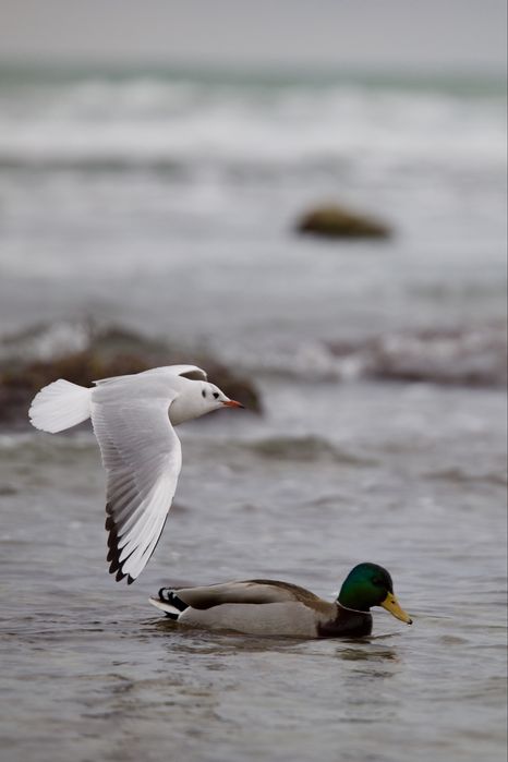 Объектив Tamron 70-200 f2.8