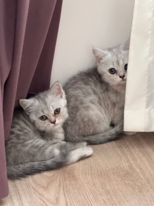 Продается котята породы шиншила
