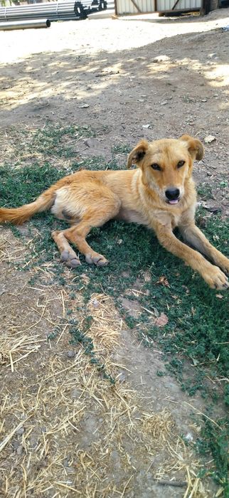 отдам щенка без платно добрые руки