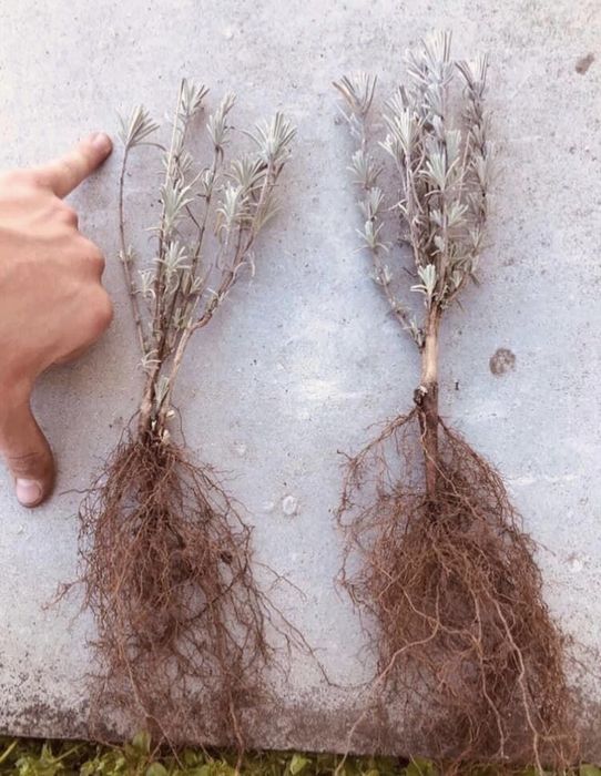 Лавандула разсад за декорация