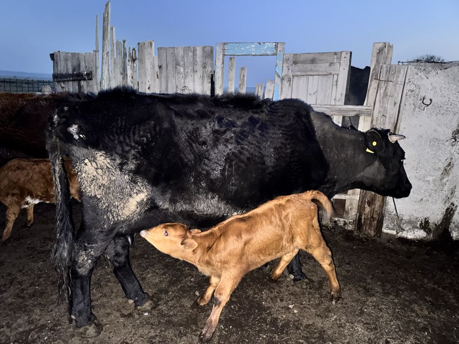 Коровы 30 голов за 20 млн