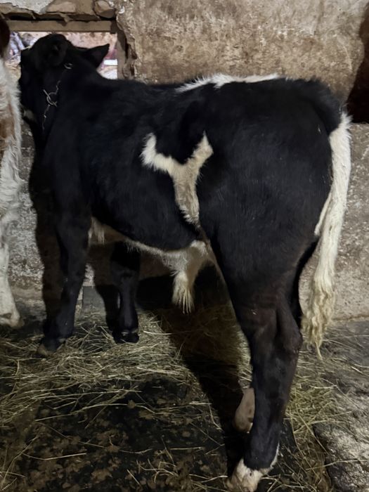 Vand o vitea si un tauras