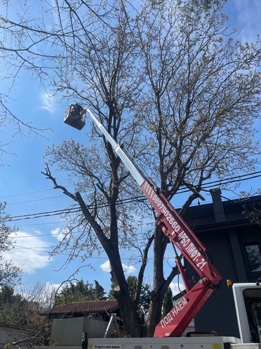 Професионално рязане и поддръжка на дървета Пловдив