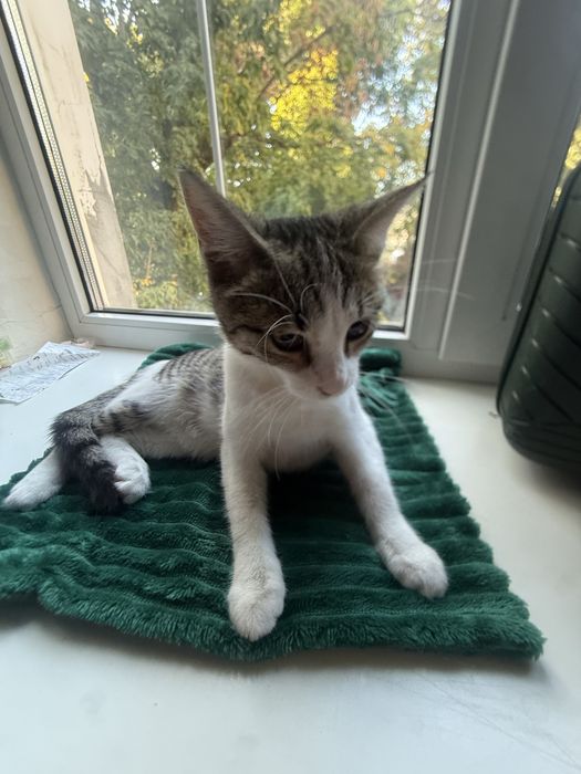 Котенок Амура в любящие руки