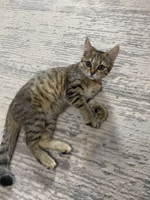 Отдам котенка девочка