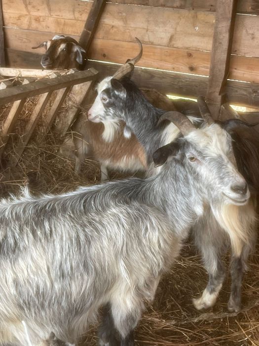 Vand 7 capre de lapte, 2 sunt cu iezii