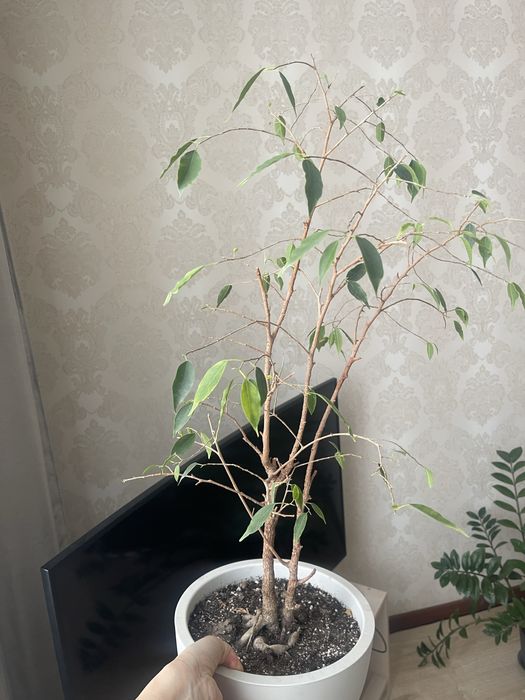 Фикус Бенжамин растение домашнее