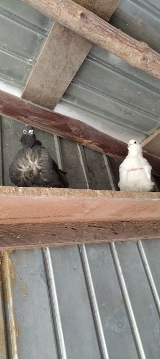 Vând porumbei pescăruș chinez