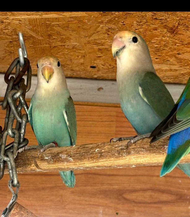 Vand papagali agapornis roseicolis Albastrii