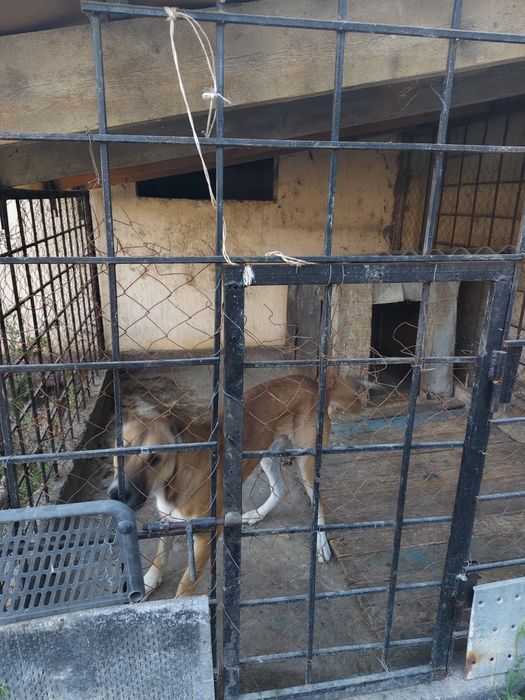 Продаеться собака азиат