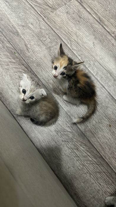 Котята полубенгалы