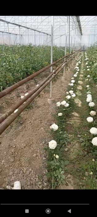 Gallaniski atirgullar kuchati sotiladi