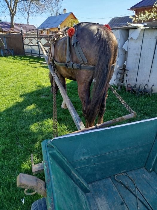 Vând sau schimb cu iapă bună cal castrat de 8 ani sănătos blând 1.65 înălțime.