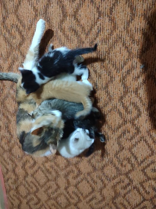 Котята в добрые руки
