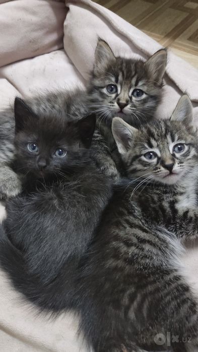 Отдам котят в добрые руки
