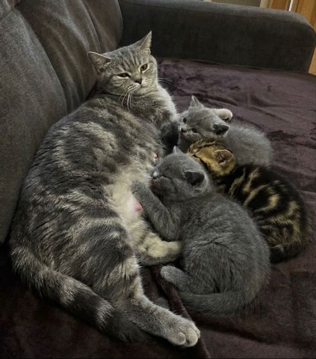 Британские котята