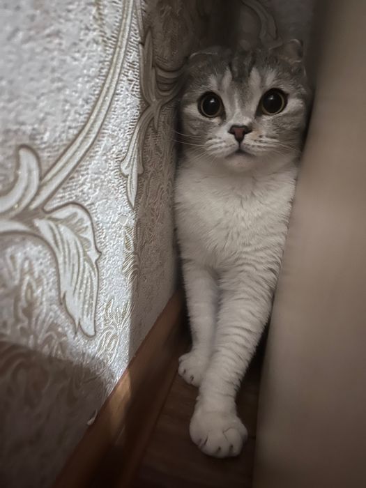 Бесплатно, шотландский вислоухий