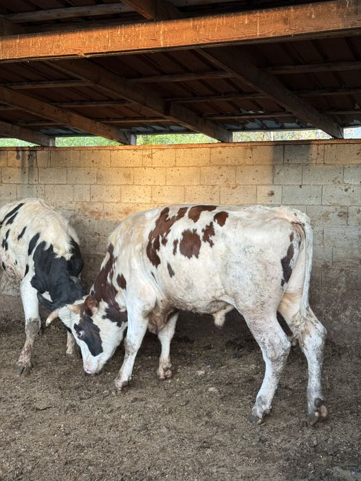 В Продаже бычки Откорм