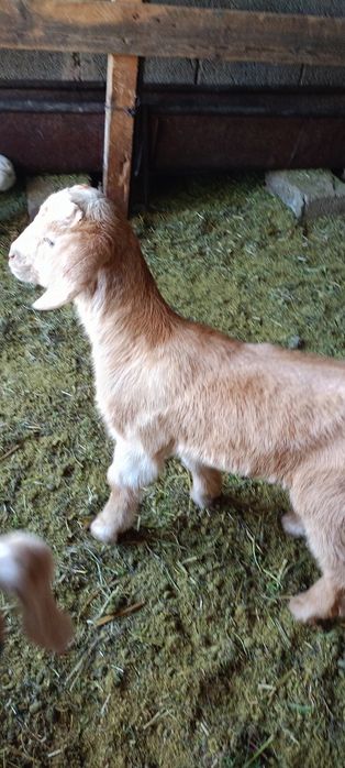 Теке лақтар альпи битал