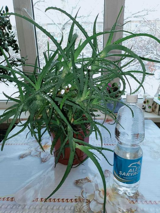 Большое АЛОЭ лечебное и красивое