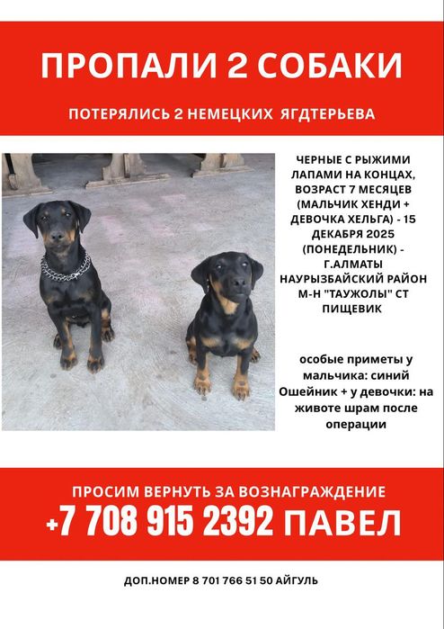 Пропали 2 собаки ягдтерьеры