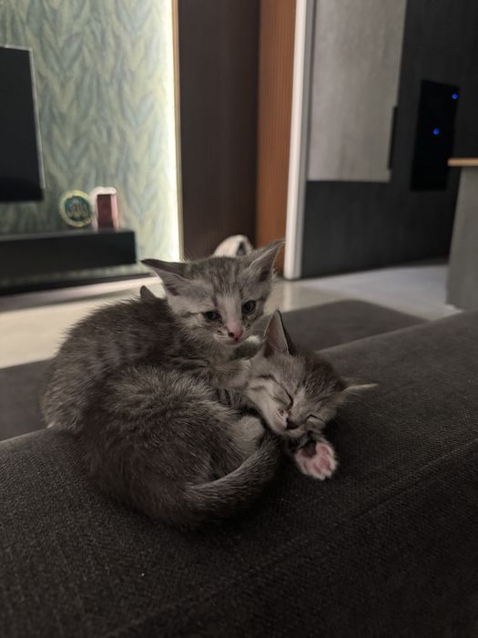 Отдам В добрые ручки котят
