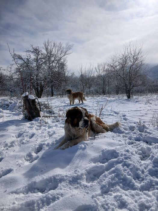 Отдам в хорошие руки