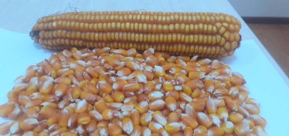 МАККАЖУХОРИ уруглик дони сотилади.