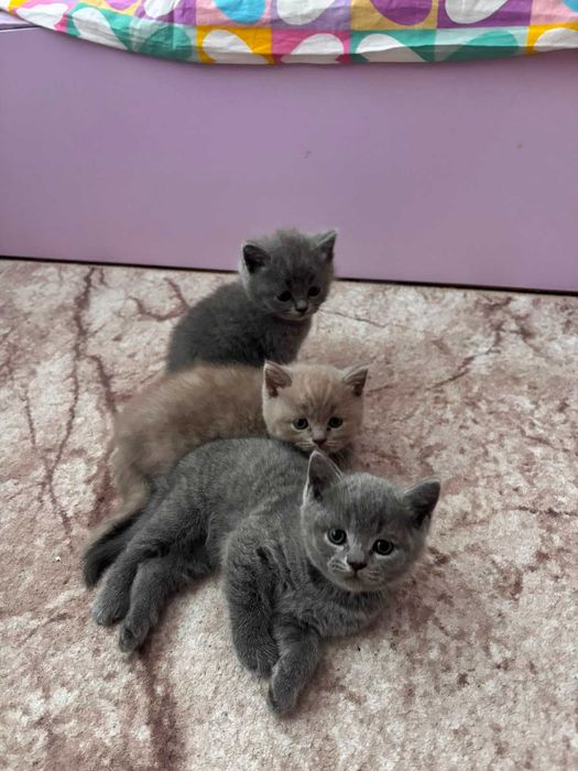 Британски котенца