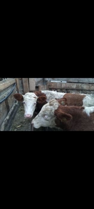 Vând 6 vițele 16,5 lei kilogramul în viu!