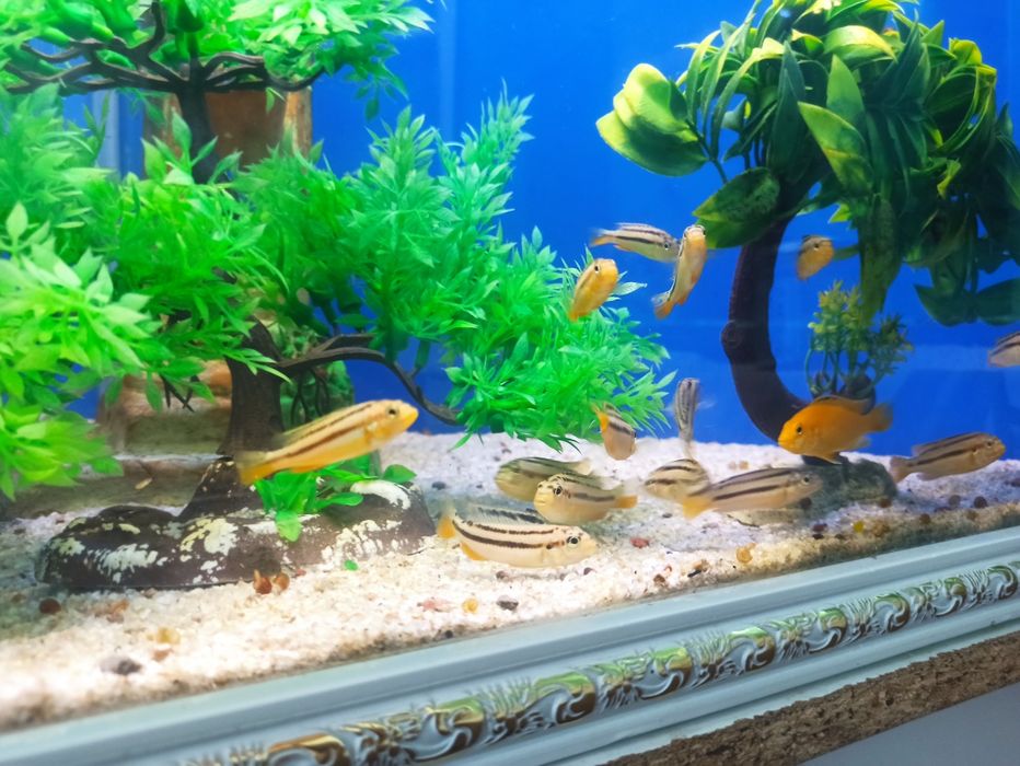 Auratus akvarium baliqlari
