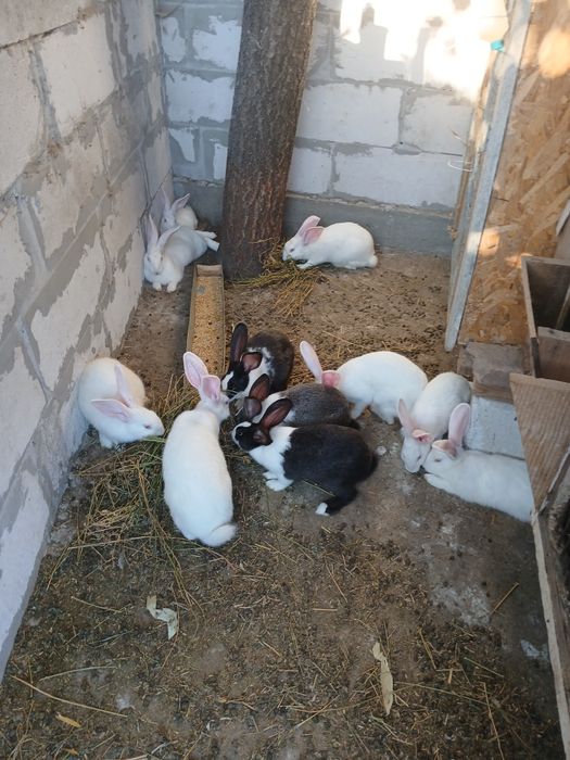 Vînd iepuri hycole francez