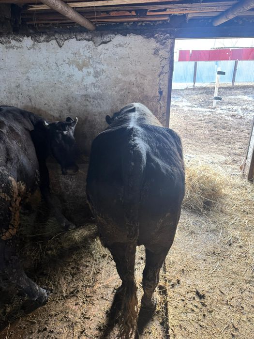 Продам бычка упитанный