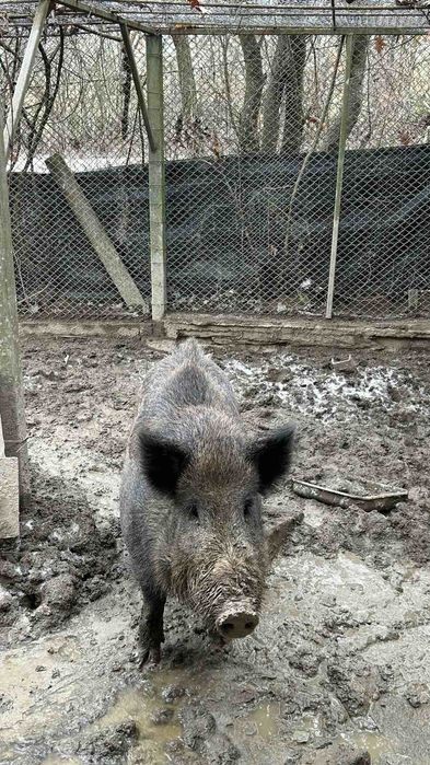 Продавам диво прасе