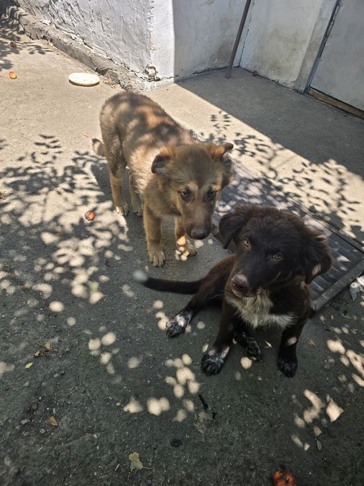 Отдам щенят в хорошие и добрые руки!