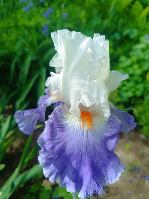 Ирисы бородатые. Разные сорта.